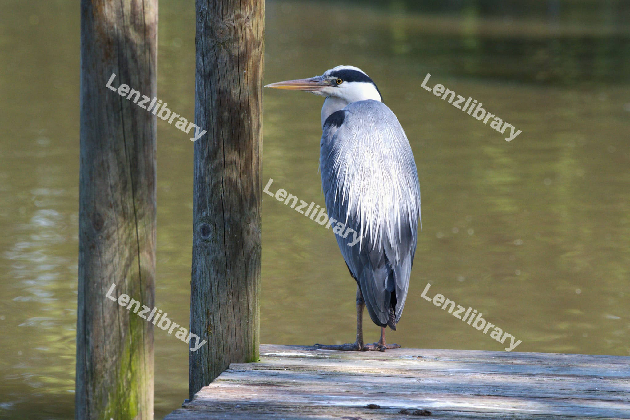Grey Heron Bird